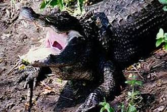 El Aligtor Americano (Alligator mississippiensis) en los Cocodrilos, Caimanes y Gaviales, orden Crocodylia, en El Zoolgico Electrnico.