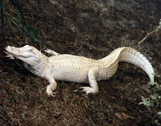 Un Aligtor Americano (Alligator mississippiensis) albino, suceden en la naturaleza pero usualmente no sobreviven sin su camuflaje natural.