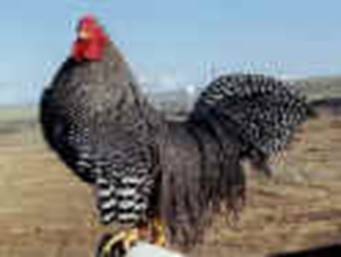 Hoffman Grizzly rooster bred by Whiting Farms, Inc., Delta, Co.