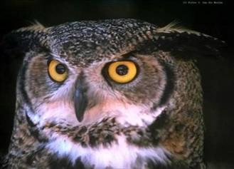  Imaginea unei bufnite din Alaska, asa numita n engleza Horned Owl. Fotografia apartine lui Pieter van der Meulen si poate fi publicata datorita generozitatii lui referitoare la drepturile sale de autor.