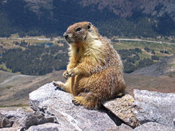 Yellow-bellied Marmot in Yosemite National Park