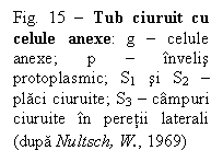 Text Box: Fig. 15 - Tub ciuruit cu celule anexe: g - celule anexe; p - nvelis protoplasmic; S1 si S2 - placi ciuruite; S3 - cmpuri ciuruite n peretii laterali (dupa Nultsch, W., 1969)
