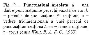 Text Box: Fig. 9 - Punctuatiuni areolate: a - una dintre punctuatiunile perechi vazuta de sus; b - pereche de punctuatiuni n sectiune; c - vedere tridimensionala a unei perechi de punctuatiuni sectionata; m - lamela mijlocie; t - torus (dupa Went, F. A. F. C., 1933)

