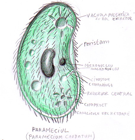 Parameciul(Paramecium caudatum)
