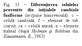 Text Box: Fig. 11  Diferentierea celulelor provenite din initialele cambiale fusiforme (sectiune transversala): c  celula cambiala; f  element de tub ciuruit; ca  celula anexa; x  element traheal (dupa Holman si Robbins din Kaussmann, B., 1963)