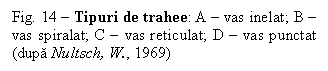 Text Box: Fig. 14  Tipuri de trahee: A  vas inelat; B  vas spiralat; C  vas reticulat; D  vas punctat (dupa Nultsch, W., 1969)