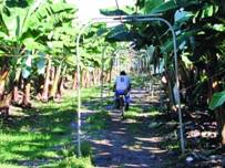 sase lucratori din Nicaragua au primit 3,3 milioane de dolari despagubiri pentru ca solul plantatiei de bananieri a fost poluat cu pesticide
