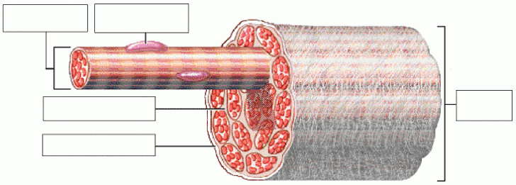 Anatomy Review: Skeletal Muscle Tissue