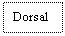 Text Box: Dorsal
