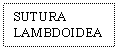 Text Box: SUTURA LAMBDOIDEA