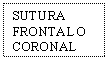 Text Box: SUTURA FRONTAL O CORONAL