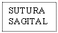 Text Box: SUTURA SAGITAL