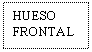 Text Box: HUESO  FRONTAL