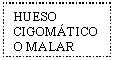 Text Box: HUESO CIGOMTICO O MALAR