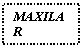 Text Box: MAXILAR SUPERIOR
