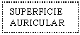 Text Box: SUPERFICIE AURICULAR