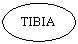 Oval: TIBIA