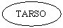 Oval: TARSO