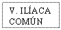 Text Box: V. ILACA COMN