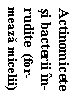 Text Box:  Actinomicete
 si bacterii n-
 rudite  (for-
 meaza micelii)
