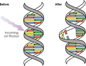 Image:DNA UV mutation.gif