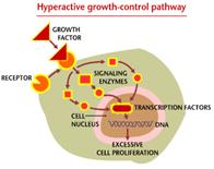A drawing of a cell showing a hyperactive growth-control pathway.