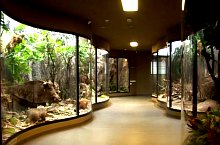 Muzeul de istorie naturala, Foto: Muzeul Brukenthal