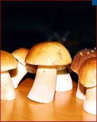 Ciupercile