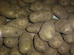 Patata - Solanum tuberosum - Orto