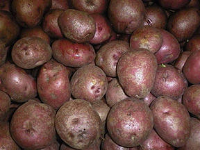 Patata - Solanum tuberosum - Orto