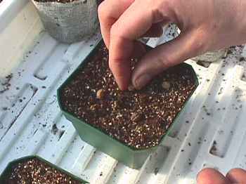 [Planting Nasturtium
Seeds]