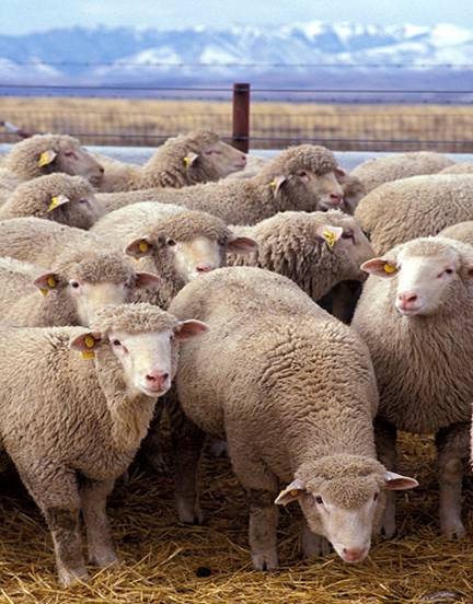 Imagine:Flock of sheep.jpg