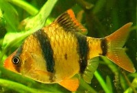 Barbus tetrazona tetrazona