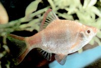 Barbus tetrazona tetrazona