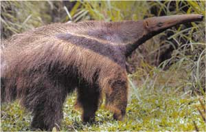 Animale Furnicarul modul de viata si caracteristicile lui animal .com .ro