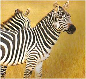Animale Zebra modul de viata si caracteristicile lui animal .com .ro