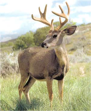 Animale Cerbul modul de viata si caracteristicile lui animal .com .ro