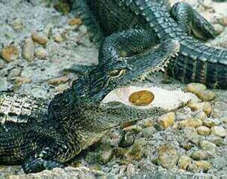 Un aligátor americano joven jugando con una piedra, ¡pobre piedra!