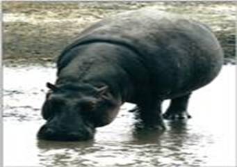 Hipopotam