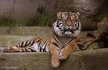 https://homepage.mac.com/wildlifeweb/mammal/sumatran_tiger/sumatran_tiger.html