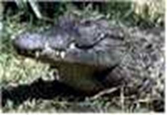 Crocodilul - da click pe imagine pentru mai multe informatii
