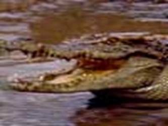 Siamese crocodile