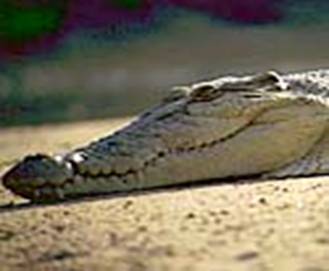 Estuarine crocodile
