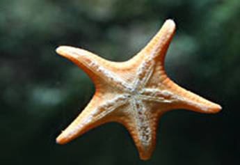 The tube feet can be seen on this starfish.