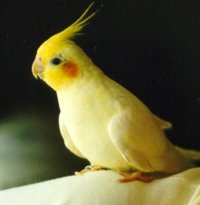Papagal nimfa