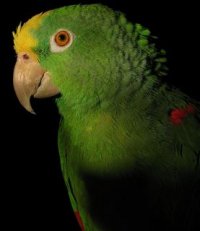 Amazona ochrocephala