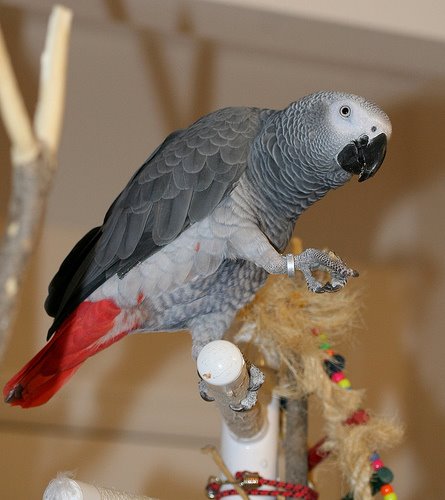 African Grey sau JAKO photo
