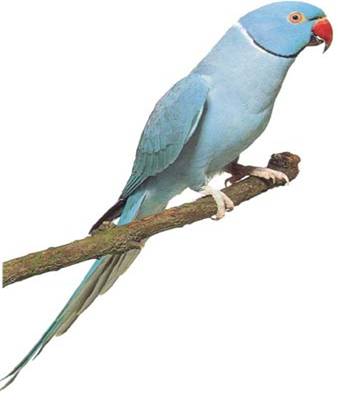 Marele Alexandru photo