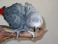 Papagal gri african in postura de atac