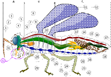 Anatomie insecta